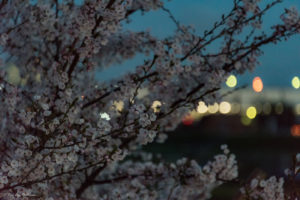 桜　玉ボケ　夜景　撮影