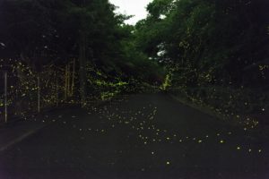 ヒメボタル　内浦山　鴨川市