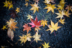 久留里 紅葉 久留里城