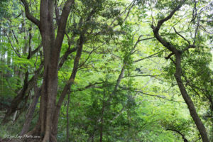 久留里城 春 観光 山道