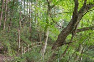 久留里城 春 観光 山道