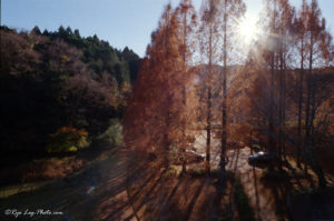 Lomography Color Negative 400 ISO 作例 判別