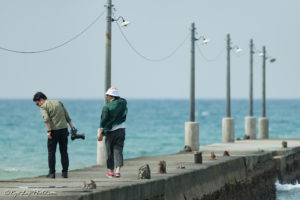 haraoka kaigan 原岡海岸 千葉 ドライブ