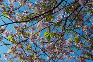 河津町 河津桜 静岡 見頃