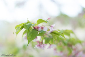 河津町 河津桜 静岡 見頃