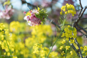 河津町 河津桜 静岡 見頃