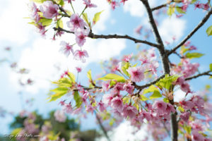 峰温泉大噴湯公園 桜 河津町 観光 伊豆