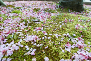 峰温泉大噴湯公園 桜 河津町 観光 伊豆