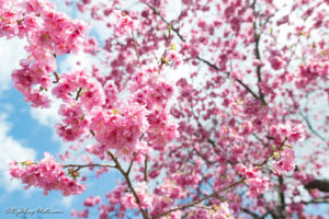 桜 河津町 伊豆