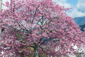 桜 河津町 伊豆