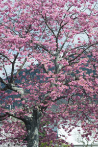 桜 河津町 伊豆