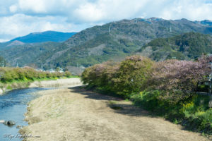 河津町 河津桜 静岡 見頃