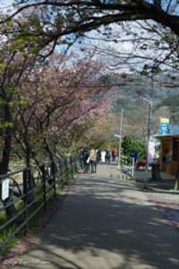 河津町 河津桜 静岡 見頃