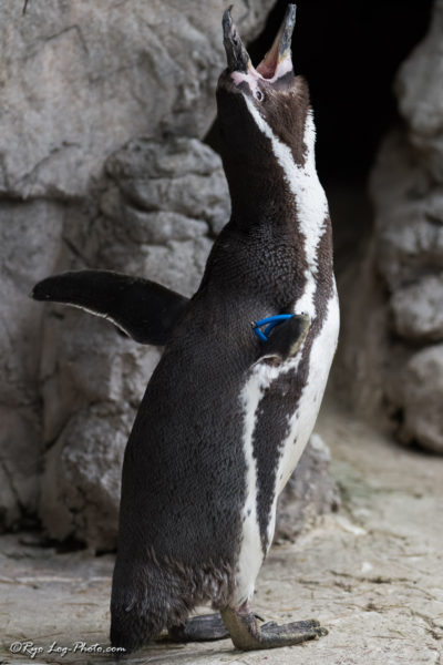 フンボルトペンギン ズーラシア