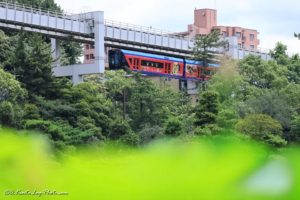 千葉公園 大賀ハス 蓮 Canon R5 135mm 1.8