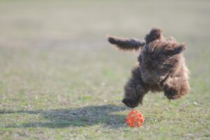 Australian Labradoodle オーストラリアンラブラドゥードル AL