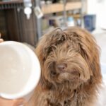 ロンハーマン　ドッグボウル　餌入れ　ドッグフード　オーストラリアンラブラドゥードル