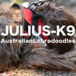 Julius-K9 ユリウスケーナイン オーストラリアンラブラドゥードル ロシェ AL