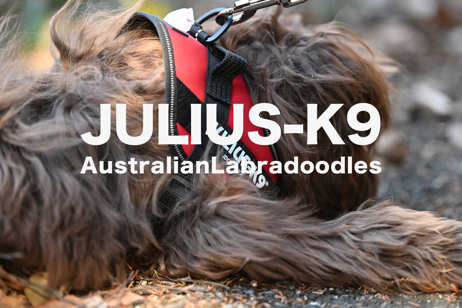 Julius-K9 ユリウスケーナイン オーストラリアンラブラドゥードル ロシェ AL