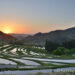 大山千枚田の朝日